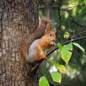 A red squirrel sitting on a tree
