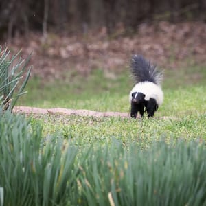 skunk in home yard