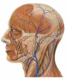 Lateral head anatomy detail.jpg