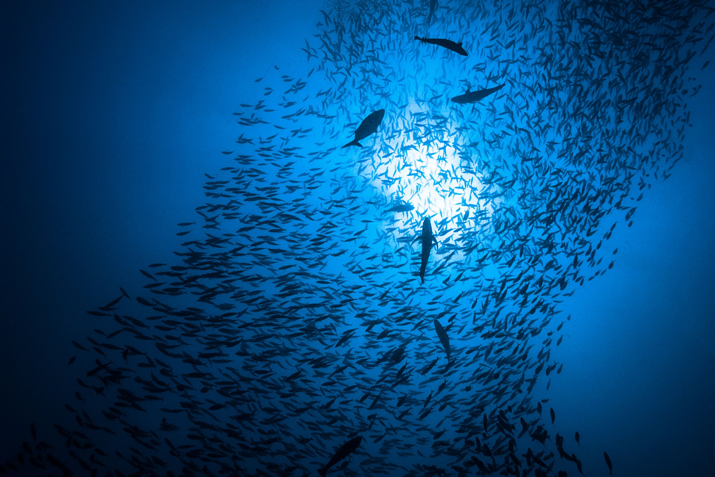 fish underwater