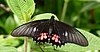 Ruby-spotted Swallowtail (Papilio anchisiades anchisiades) (40019152632).jpg