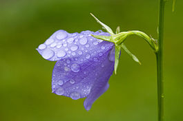 Crocus vernus