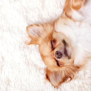 A ginger chihuahua lying on a white carpet