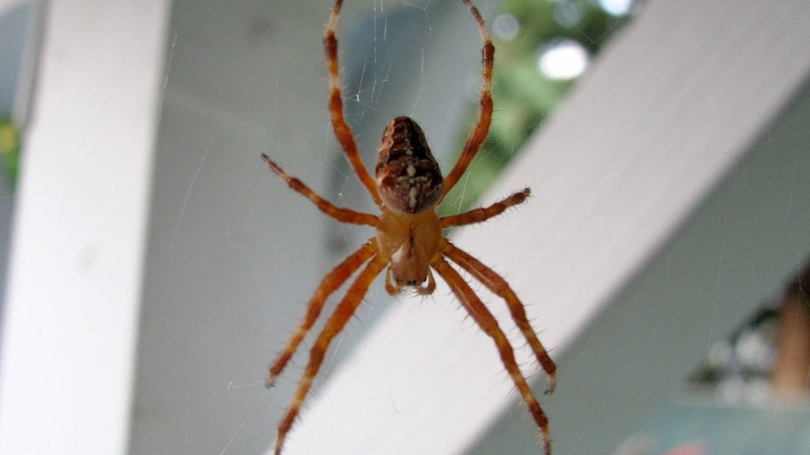 spider climbs web