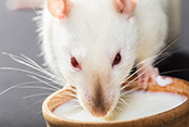 Mouse study explores benefits of calorie restriction - Photo: ?iStock/Eduard Lysenko