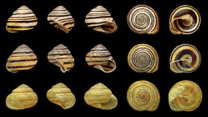 Cepaea vindobonensis - Banding variation.jpg