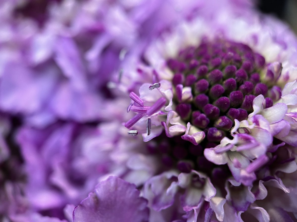 Close-up of small purple flower buds in bloom.