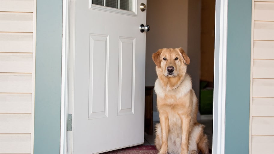 Golden Retriever waiting by the front door