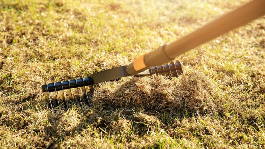 Dethatching the lawn with a rake