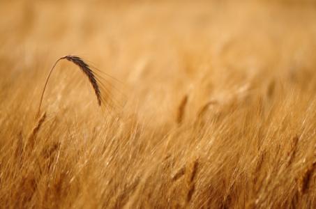 Wheat in the field