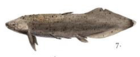 Retodus tuberculatus