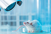 Mouse model of PTSD sleep disturbances - Photo ©iStock/D-Keine