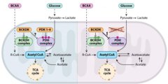 תרשים סכמטי של מסלתרשים של הקומפלקס החלבוני פירובט דהידרוגינאז (PDC). אחראי על המעבר בין המסלולים המטבוליים לפירוק סוכרול ייצור האנרגיה במיטוכונדריון ("מעגל קרבס"). משמאל: המהלך הקלאסי כפי שהיה מוכר עד כה בתוספת השערת המחקר (מסומנת בסימן שאלה), מימין: המהלך כפי שנצפה בעכברים מהונדסים ללא אנזימים ממשפחת PDK. תוכנית הגיבוי שנחשפה במחקר מודגשת בסימן קריאה