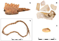 ממצא ממצד נקרות: צדפת מאכל מים סוף (א), לסת צבי (ב), צדפת מאכל מהים תיכון (ג), חוט שזור מעלעלי תמרים (ד). צילם: רועי שפיר