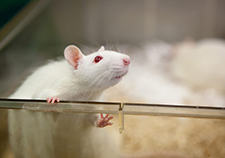 Lab studies seek hormone-based obesity treatment