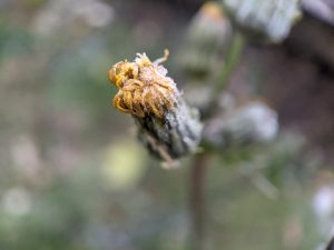 Frost on a dandelion pod