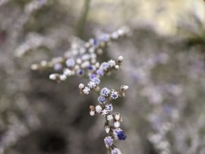 Tiny purple flowers