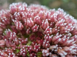 Frosted sedum blossom tips