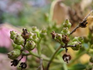 Seed pods