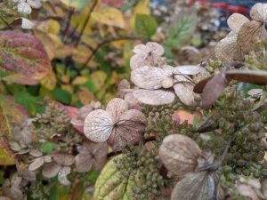 Dried autumn leaves and flowers