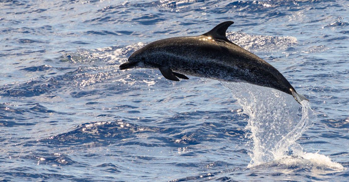 delfines-muertos-baja-california-sur