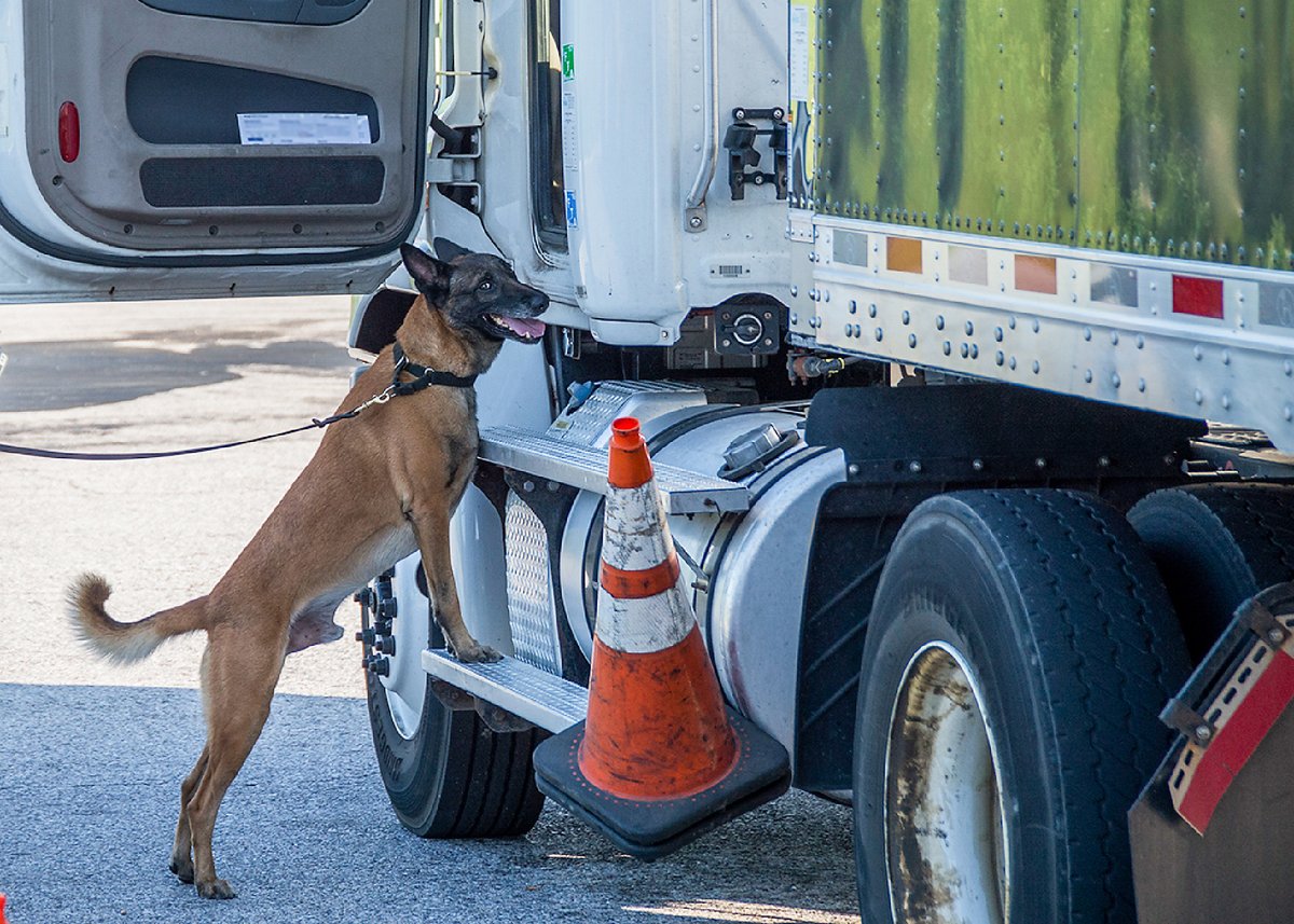 A K-9 searches a truck.