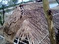 A village hut roof ruined by stroam - 2.jpg