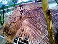 A village hut roof ruined by stroam - 1.jpg