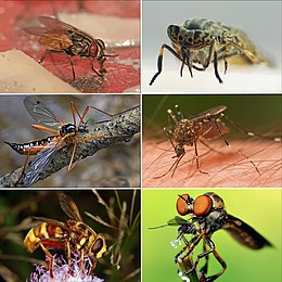 Six Diptera.jpg