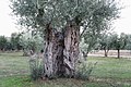 Grove near Alexandroupolis, Greece