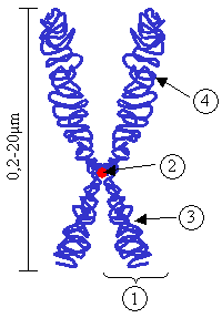 Pare de kromosomes