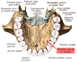 Sobo 1909 100 - Palatine process of maxilla.png