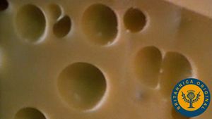 Learn from an affineur how carbon dioxide-producing propionic acid bacteria blow holes in Swiss cheese