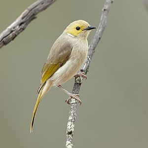 White-plumed honeyeater