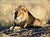 Lion waiting in Namibia.jpg