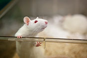 Rat study: Brain injury can cause PTSD without psychological stressors - Photo: ?iStock/fotografixx