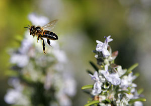 Bee in flight