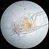 20090730 020239 Rotifer.jpg