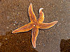 Starfish, Caswell Bay - geograph.org.uk - 409413.jpg