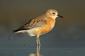 New Zealand dotterel