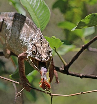 Oustalet's chameleon (Furcifer oustaleti) male feeding Anja Community Reserve 4e.jpg