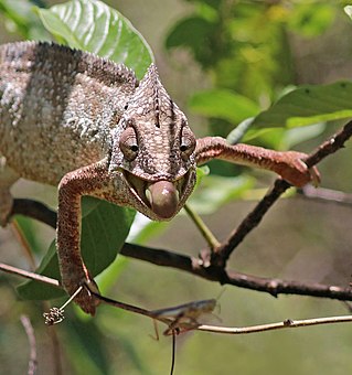 Oustalet's chameleon (Furcifer oustaleti) male feeding Anja Community Reserve 1e.jpg