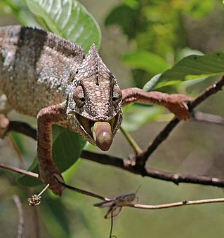 Oustalet's chameleon (Furcifer oustaleti) male feeding Anja Community Reserve 2e.jpg