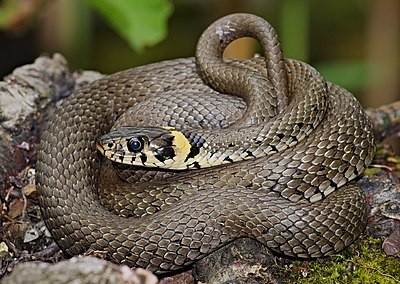 Grass snake