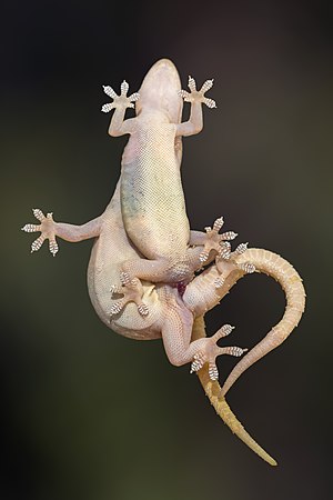 Common house gecko