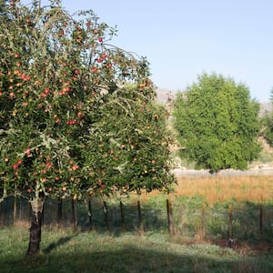 An apple tree with loads of apples on it in a garden