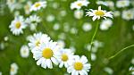 Closeup of mountain daisies, April's birth flower.