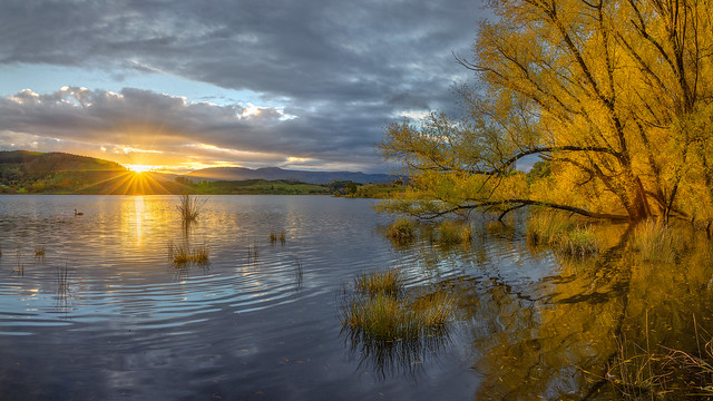 Golden Weeping Willow