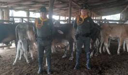 Recuperados 28 bovinos que habían sido hurtados