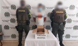 Incautación de 42 crías de tortuga hicotea